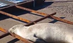 Akdeniz foku sahilde görüldü