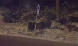 Amasya'da domuz sürüsü görüntülendi