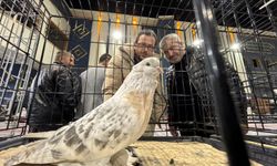 Ankara'da güvercin festivali