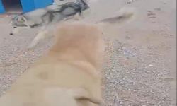 Barınakta aç kalan köpeklerin, başka köpeği yediği iddiası