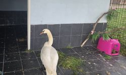 Bitkin halde bulunan kuğu, bakımının ardından doğaya bırakıldı