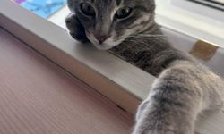 Bodrum'da kedi, derisi yüzülmüş, kuyruğu kesilmiş halde ölü bulundu