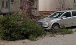 Buldan'da kuvvetli fırtına, baca kapağını uçurdu, ağacı devirdi