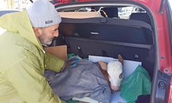 Buzağıya otomobilin bagajında serum tedavisi