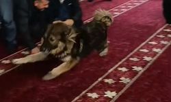 Camiye giren sokak köpeği, cemaatin arasında dolaştı