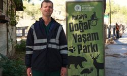 Doğanın sadık eşleri siyah kuğularda kuluçka heyecanı