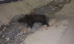 Domuza çarpan otomobil, şarampole yuvarlandı; 1 ölü