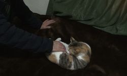 Dondurucu soğukta apartmandaki dairesini kedilere açtı