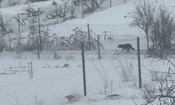 Gercüş'te aç kalan kurtlar, yerleşim alanına indi