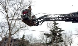 İstanbul - Avcılar'da ayağına ip dolanan güvercini itfaiye kurtardı