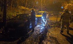 İstanbul- Beykoz'da fırtınada devrilen ağaç 2 otomobilin üzerine düştü