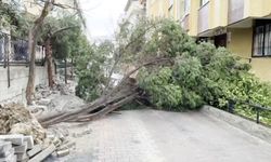 İstanbul- İstanbul'da kuvvetli rüzgar: Çatı uçtu, ağaçlar devrildi / Ek görüntü