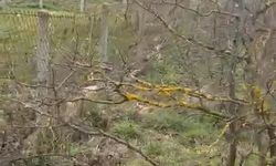 Kangal cinsi köpeği av tüfeğiyle vurarak öldürdüğü iddia edilen şüpheli tutuklandı