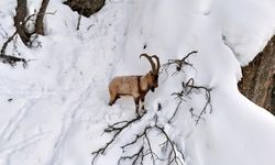 Karla kaplı Mundur Vadisi'nde yiyecek arayan yaban keçileri dron kamerasında