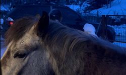 Karla kaplı yaylada aç kalan yılkı atları evlerin bahçelerine girdi