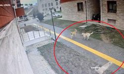 Karne almaya giderken sokak köpekleri peşine takılınca apartmana sığındı