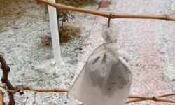 Kırşehir'de eksi 10 derecede dalında bıraktığı üzümleri topladı