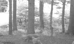 Kış uykusuna yatmayan anne bozayı, 3 yavrusuyla fotokapana yansıdı