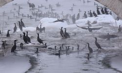 Kızılırmak'ta 'karabatak' şöleni