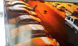 Köpeklerin saldırısından kaçarken düştü, kolu kırıldı / Ek fotoğraflar