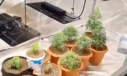 Kurdukları serada Hint keneviri yetiştiren 2 şüpheli gözaltına alındı