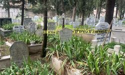 Mezarlıkta, poşette gömülü halde cenin bulundu
