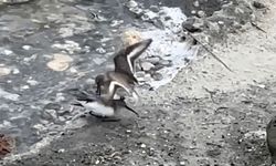 Milleyha'da kara karınlı kum kuşlarının yiyecek mücadelesi