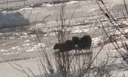 Muş ve Ağrı'da su samurları görüntülendi