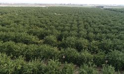 Narenciye üretiminin yüzde 40'ını karşılayan Adana'da ürünü don vurdu