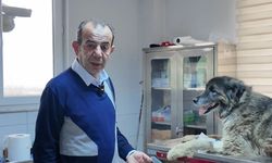 Otomobilin üzerinden geçtiği köpeğin vücudunda yüzlerce saçma izine rastlandı