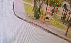 Sahipsiz 2 kurt köpeği, tasmayla gezdirilen evcil köpek ile sahibine saldırdı