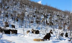 Sahte dekontla besiciyi 650 bin lira dolandıran şüpheli tutuklandı