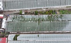 Seydikemer'de hortum, fırtına ve dolu seraları vurdu: 100 dönüm zarar