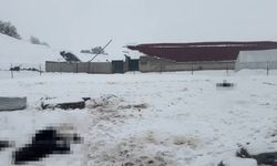 Siirt'te karın ağırlığıyla 3 ahırın çatısı çöktü; çok sayıda hayvan öldü