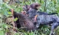 Vurulan domuz avcılara saldırdı; o anlar kamerada