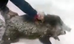 Yaban domuzunu yakaladı, sevdikten sonra tekrar bıraktı