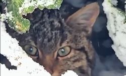 Yaban kedisi fotokapanla görüntülendi