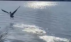 Yaralı ak pelikan 5 aylık tedavisinin ardından doğaya salındı
