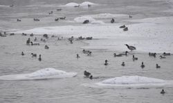 Yeşilbaş ördeklerin yüzeyi kısmen donan çayda yaşam mücadelesi