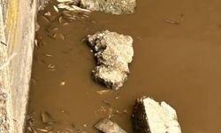 Yeşilırmak'ta balık ölümleri görüldü