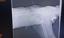 Yolda yatarken otomobilin ezdiği köpeğin, daha önce tüfekle de vurulduğu ortaya çıktı