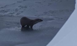 Yüksekova'da su samuru görüntülendi