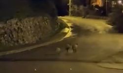 Zonguldak'ta aç kalan domuzlar şehre indi