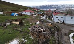 3 yıldır göç etmeyen leylek, aynı yuvada kışı geçiriyor