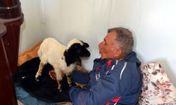 Annesi ölen 20 günlük kuzuyu evinde biberonla besliyor