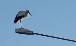 Ardahan'da 'baharın müjdecisi' leylekler erken geldi