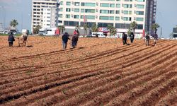 Atlara bağladığı sapanlarla yabani otları temizledi; tepkilere yol açtı