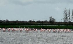 Aydın'da su altında kalan tarlalara flamingo sürüsü indi