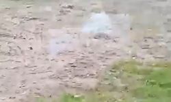 Bahçesine giren sokak köpeğini tüfekle vurup öldürdü