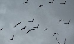 Bereket sembolü kafesteki 277 kelaynak doğaya salındı